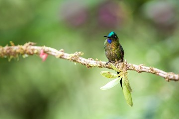 Violet-tailed sylph  sitting on branch, hummingbird from tropical forest,Brazil,bird perching,tiny beautiful bird resting on flower in garden,clear background,nature scene from wildlife