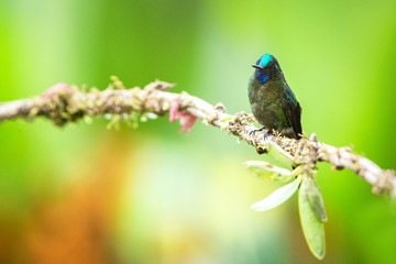 Violet-tailed sylph  sitting on branch, hummingbird from tropical forest,Brazil,bird perching,tiny beautiful bird resting on flower in garden,clear background,nature scene from wildlife