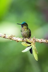 Violet-tailed sylph  sitting on branch, hummingbird from tropical forest,Brazil,bird perching,tiny beautiful bird resting on flower in garden,clear background,nature scene from wildlife