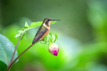 Hummingbird sitting on flower, bird from tropical rainforest,Peru,bird perching,tiny beautiful bird...