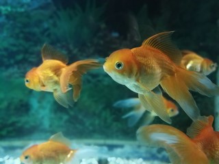 Fototapeta premium Goldfisch