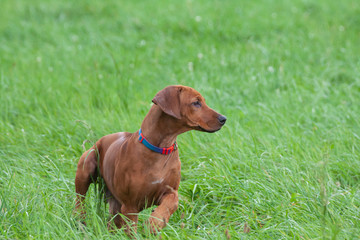 rhodesian ridgeback puppy