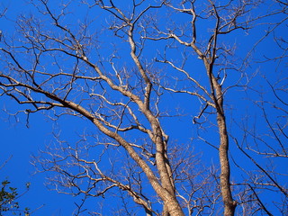 ナンキンハゼの枯れ木と冬の青空