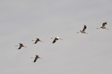 Sterkh breeds exclusively on the territory of Russia. The Siberian Cranes are endangered and listed in the international lists of the Red Book. Yakutia. Russia.