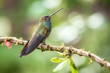 White-tailed hillstar sitting on branch, hummingbird from tropical rainforest,Brazil,bird perching,tiny beautiful bird resting on flower in garden,clear background,bird with blue throat,wallpaper