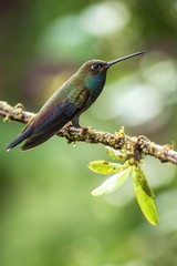White-tailed hillstar sitting on branch, hummingbird from tropical rainforest,Brazil,bird perching,tiny beautiful bird resting on flower in garden,clear background,bird with blue throat,wallpaper