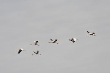 Sterkh breeds exclusively on the territory of Russia. The Siberian Cranes are endangered and listed in the international lists of the Red Book. Yakutia. Russia.