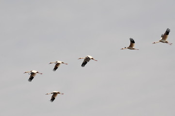 Sterkh breeds exclusively on the territory of Russia. The Siberian Cranes are endangered and listed...