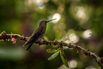 White-tailed hillstar sitting on branch, hummingbird from tropical rainforest,Brazil,bird perching,tiny beautiful bird resting,animal silhouette,low light,bright circle in background,exotic adventure