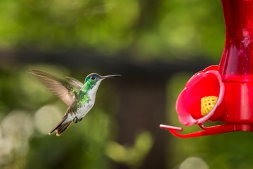 Obraz premium Hummingbird with outstretched wings,tropical forest,Peru,bird hovering next to red feeder with sugar water, garden,clear background,nature scene,wildlife,exotic adventure,colorful beautiful animal
