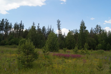 blooming meadow against the forest