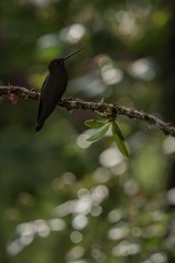 White-tailed hillstar sitting on branch, hummingbird from tropical rainforest,Brazil,bird perching,tiny beautiful bird resting,animal silhouette,low light,bright circle in background,exotic adventure