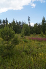 blooming meadow against the forest