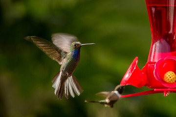 Fototapeta na wymiar Hummingbird with outstretched wings,tropical forest,Peru,bird hovering next to red feeder with sugar water, garden,clear background,nature scene,wildlife,exotic adventure,colorful beautiful animal