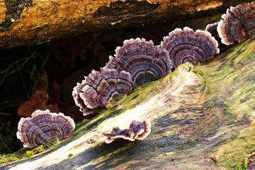 Bracket Tree Fungus.