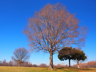 Obraz premium 早春の草原と立ち木のある公園風景