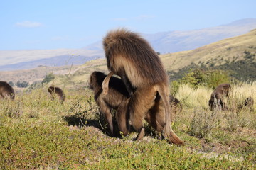 Rotbrustpavian in den Simien Mountains Äthiopien