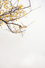 Chimonanthus praecox in white background