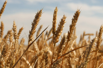 Fototapeta premium Close up of ripe wheat ears against beautiful sky with clouds.