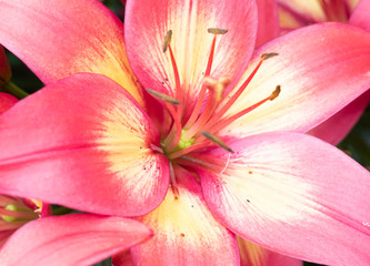 Fototapeta na wymiar Close up of Lily flower blooming on soft light morning