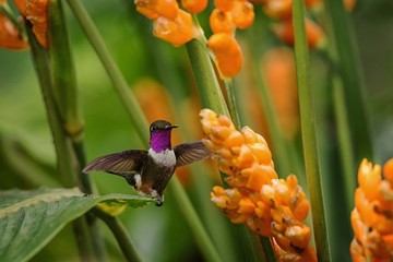 Purple-throated woodstar hovering next to orange flower,tropical forest, Peru, bird sucking nectar from blossom in garden,beautiful hummingbird with outstretched wings,nature wildlife scene
