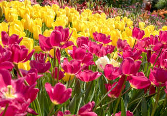 Colorful Tulips flower blooming with soft light morning in the garden 