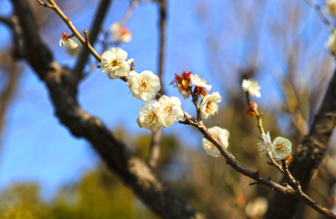【日本の春】八重梅の花（白梅）