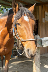 Closeup of a horse face