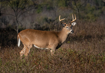 Large antlered whitetail buck