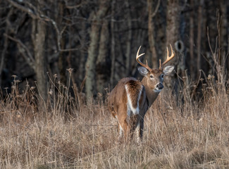 Large antlered whitetail buck