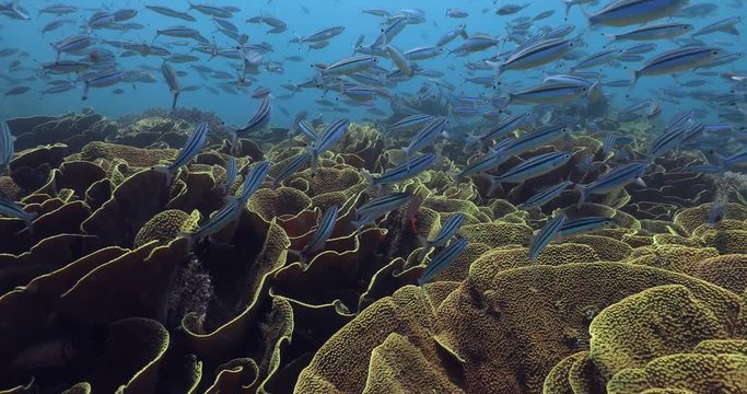 Rainbow reef, Taveuni Fiji; Divesite:Cabbage Patch, greeted by a school of Threestripe Fusiliers