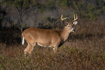 Large antlered whitetail buck