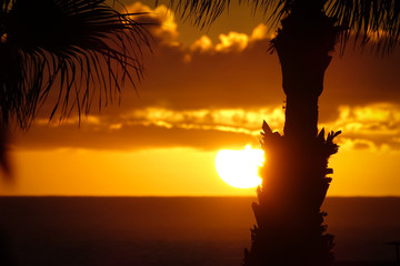 Beautiful silhouette of palm trees and warm orange sunset.