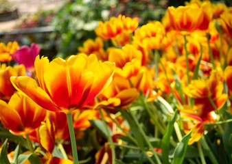 Naklejka na ściany i meble Colorful Tulips flower blooming with soft light morning in the garden 