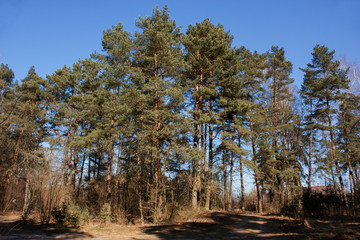 Spring landscape with a pine forest.