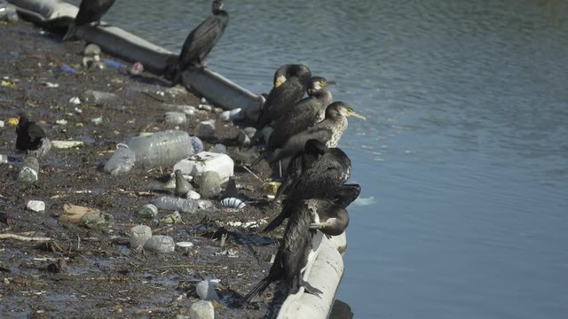 uccelli e immondizia - concetto di animali che vedono invaso il loro habitat dall'inquinamento - cormorani e rifiuti di plastica nell'oceano