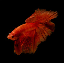 Fototapeta premium Style of orange siamese fighting fish isolated on black background.