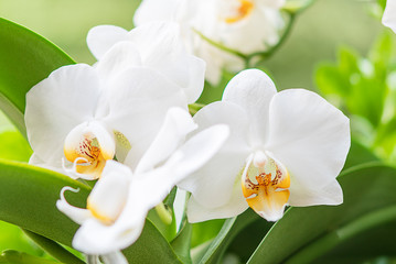 Orchidee, Orchideenblüten, weiß, Nahaufnahme