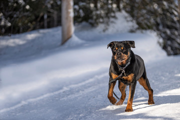 Rottweiler dog walking in the snow with a leash