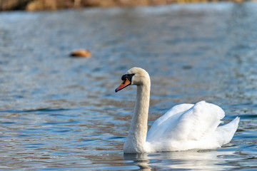 Swan on the lake