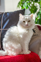 Fototapeta na wymiar Beautiful white cat