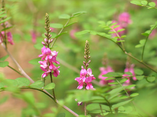コマツナギの花