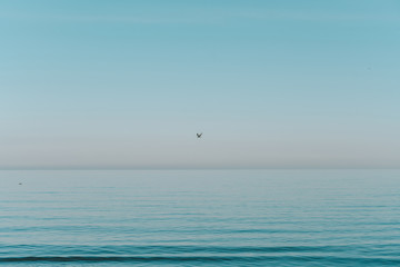 Fototapeta na wymiar Flying birds over sea