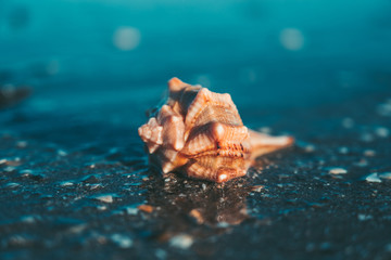 Obraz na płótnie Canvas Shell on the beach