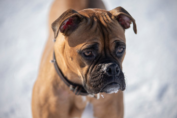 Boxer Dog Outside in winter