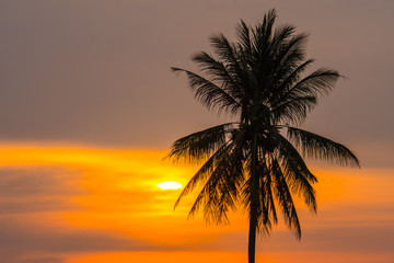 Obraz premium Last light with coconut.9