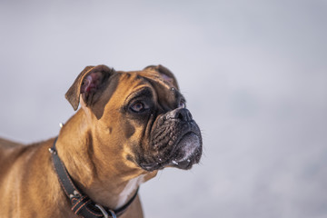 Boxer Dog Outside in winter