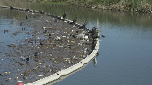 uccelli e immondizia - concetto di animali che vedono invaso il loro habitat dall'inquinamento - cormorani e rifiuti di plastica nell'oceano