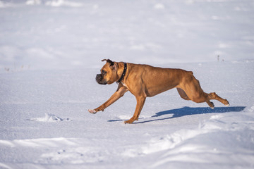 Boxer Dog Outside in winter