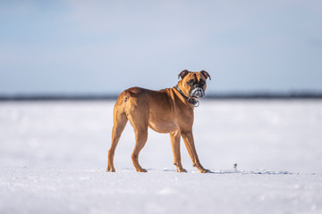Boxer Dog Outside in winter